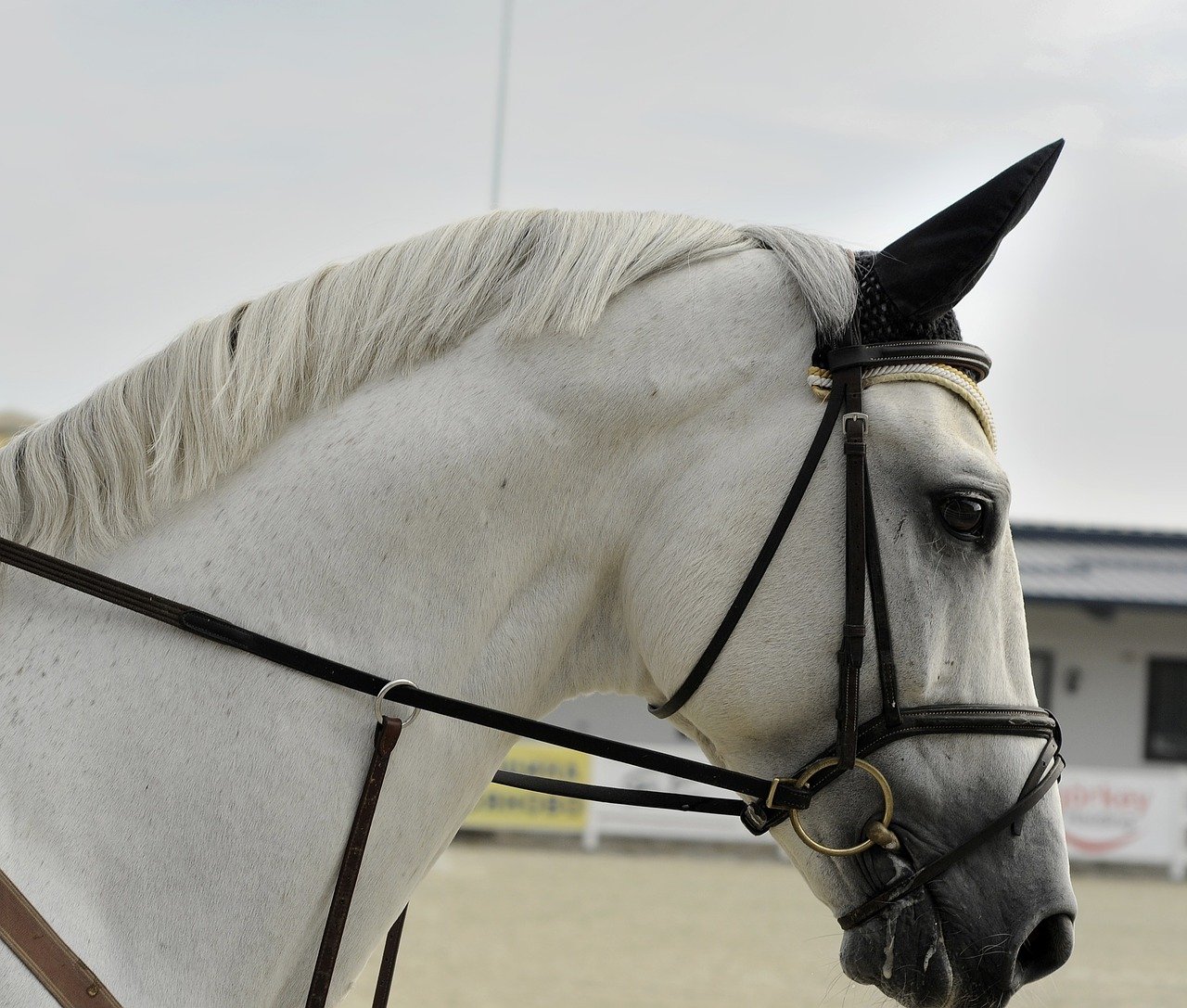 大注目 純白の美しい馬 ソダシ は競馬に興味なくても要チェック めぐなにブログ